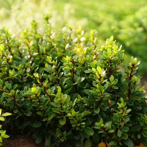Berberis thunbergii 'Kobold' - Thunbergi kukerpuu 'Kobold' C2/2L